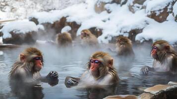 Group of Japanese macaques relaxing steaming hot spring surrounded snow covered rocks their wet fur peaceful expressions highlighted telephoto lens to emphasize their warmth in the cold environment photo