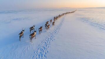 Herd of reindeer migrating across snow covered tundra under pale polar light their hoof tracks forming patterns in the pristine snow captured with a drone camera for dramatic symmetry photo