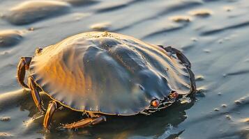 Horseshoe crab crawling along wet shoreline at low tide its ancient armored body glistening under golden hour light captured with a low angle macro lens to emphasize texture and scale photo