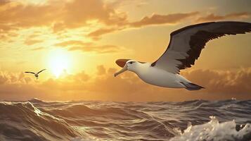 Magnificent albatross gliding over vast open ocean waves expansive wingspan framed against a dramatic sunset sky captured with a long telephoto lens for a dynamic perspective photo