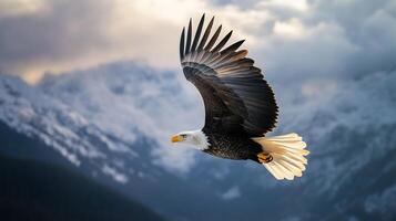 Majestic bald eagle soaring through sky above pristine mountain range wing spread wide sunlight highlighting feather set against dramatic cloudy backdrop emphasizing wildlife beauty photo