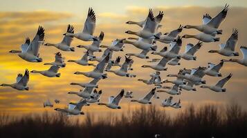 Massive flock of snow geese flying perfect formation across a golden sky at dusk their synchronized movements creating intricate patterns captured with a telephoto lens for group dynamics photo