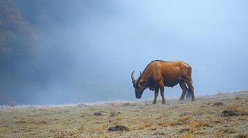 Massive Indian gaur grazing a hillside covered in morning mist its muscular frame and curved horns highlighted by diffused light photo