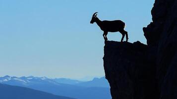 Mountain goat balancing gracefully a rocky ledge high in the mountains its form silhouetted against the vast blue sky captured with a telephoto lens for sharp detail and scale photo