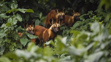 Pack of dholes Indian wild dogs moving silently through dense jungle foliage their russet fur blending into earthy surroundings captured with a telephoto lens for a candid wildlife moment photo