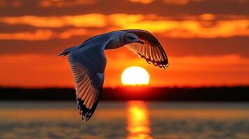 Pallass gull soaring over coastal lagoon its wings spread wide under a vibrant orange sunset captured with a telephoto lens for elegant composition photo