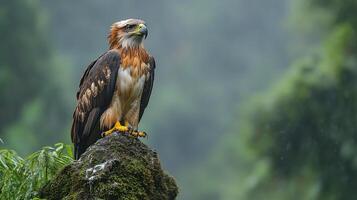 Philippine eagle perched the edge of a rocky cliff its sharp beak and piercing eyes framed against a misty rainforest backdrop captured with a telephoto lens for a regal composition photo