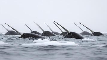 Pod of narwhals swimming together through icy Arctic waters their long tusks piercing surface and reflecting the soft glow of the polar sun captured with a wide angle lens for scale and depth photo