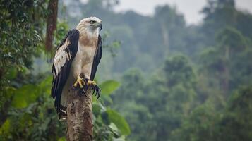 Powerful harpy eagle perched high a jungle tree its fierce eyes and massive claws emphasized with dense rainforest in the background captured with a telephoto lens for dramatic wildlife impact photo
