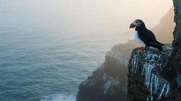 Puffin perched a cliff edge overlooking the ocean its colorful beak glowing in the soft light of dawn captured with a telephoto lens to focus on the bird and its rugged habitat photo