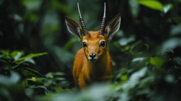 Rare saola cautiously moving through thick jungle undergrowth elongated horns and shy demeanor illuminated by soft diffused light captured with a telephoto lens for a rare wildlife portrait photo