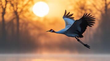 Red crowned crane gliding gracefully over misty wetland at dawn its elegant wings framed by the rising sun captured with a telephoto lens for sharp focus photo
