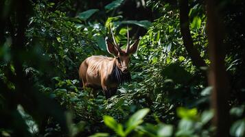 Saola also known Asian unicorn moving through dense jungle foliage long horns and shy demeanor visible in the dappled light captured with a telephoto lens for a rare and intimate wildlife moment photo