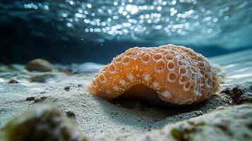 Sea cucumber resting shallow tidal waters its textured body blending with sand and rocks illuminated by soft ripples of sunlight captured with a macro lens for vivid detail photo