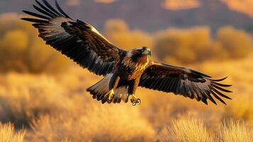 Wedge tailed eagle diving toward prey over Australian desert outstretched talons and massive wingspan illuminated by golden hour light captured with a high speed telephoto lens for frozen action photo