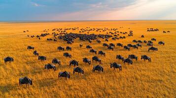 Aerial view of wildebeest herd scattered across vast savannah plains under soft morning sky their shadows forming intricate patterns golden grass captured with a drone camera for expansive detail photo