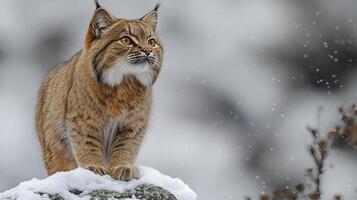 Andean mountain cat standing a snow covered rock its thick fur blending with the icy terrain under soft overcast light captured with a telephoto lens for dramatic isolation photo