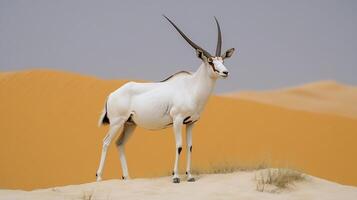 Arabian oryx standing gracefully towering desert dune white coat glowing under harsh midday sun rolling golden dunes stretching to the horizon captured with a telephoto lens for dramatic depth photo