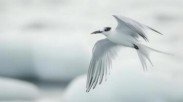 Arctic tern captured mid flight over an icy expanse wings fully extended as it glides with precision using panning techniques to blur the background and isolate the birds form photo