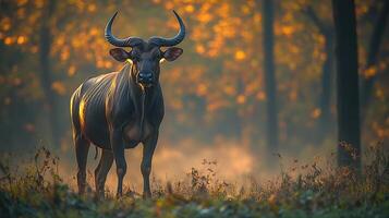 Indian gaur standing proudly forest clearing massive frame curved horns catching soft morning light mist rising from the surrounding vegetation captured with a telephoto lens for majestic depth photo