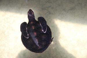 A small turtle with flippers folded on its shell swims in an indoor pool in a turtle hatchery, the center of a turtle farm in Sri Lanka photo