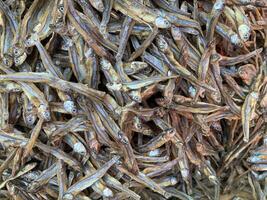 Teeming Crowd of Small Fish Caught in the Fishing Net photo