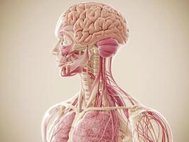 detailed human anatomy diagram showcases key organs and systems in clear labeled format using soft pastel tones. Ideal for educational purposes it provides ample white space for photo