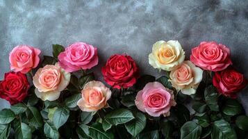 Delicate roses in shades of pink and red are artfully arranged edges creating beautiful border around blank area ideal for adding text or graphics photo