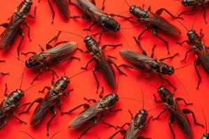 Chapulines are displayed against a striking red background, highlighting their distinct features photo