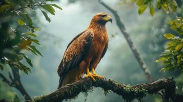Golden eagle perched on a tree branch in the jungle photo