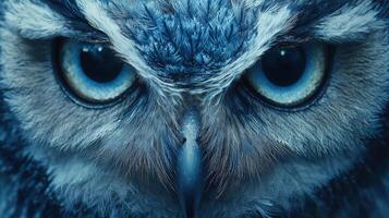 An owl with blue eyes and a big nose photo
