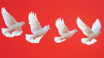 four white doves flying in the air on a red background photo