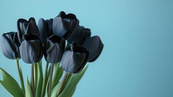 Close up of beautiful bouquet of black tulips on simple colored background. photo
