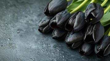 black tulips on a dark background photo