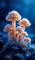 Frost Kissed Fungi, A Winter,s Whisper in a Blue Forest Beneath the Gloom photo