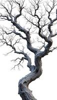 Gnarled and ancient tree with twisting branches against a stark white background showing intricate bark texture photo