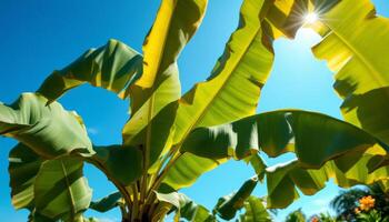 Sunlight Filtering Through Lush Green Banana Leaves Against a Clear Blue Sky photo