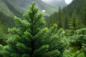 Lush Evergreen Pine in Misty Mountain Landscape for Nature and Holiday Designs photo