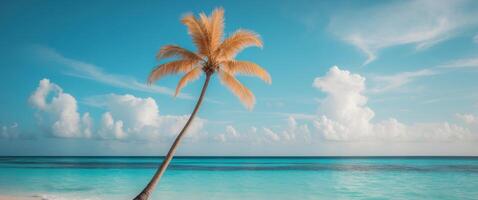 tropical beach with clear water and leaning palm tree photo