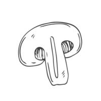 Sketch of sliced Champignon mushroom. Hand drawn ink sketch isolated on white. Vintage style. vector