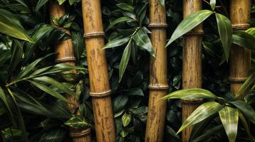 Bamboo stalks rising from lush green foliage in tropical forest photo
