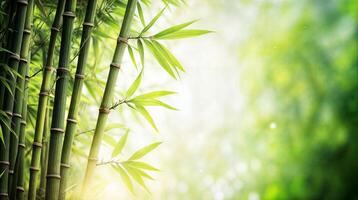 Green bamboo stalks growing in bright sunlight with blurred background photo