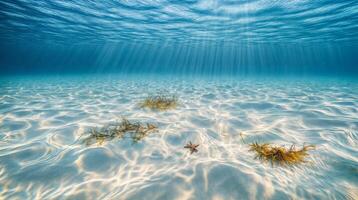 Sunbeams illuminating sandy seabed with starfish and seaweed photo