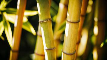 Bamboo stalks growing in nature preserve showing sustainability photo