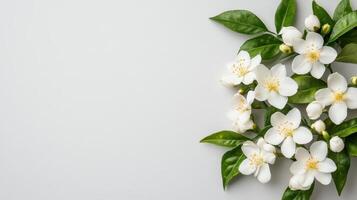 Delicate white blossoms spring with verdant green foliage creating elegant border against pristine white background, highlighting botanical purity copy space for your text photo