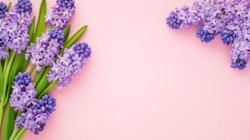Pink spring hyacinths framing white space with verdant leaves against soft blush background, creating elegant floral composition copy space for your text photo