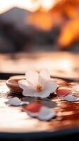 Pink flower delicately drifting across water surface, soft petals spreading, peaceful mood spring photo