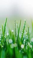 Dewy verdant grass blades sparkling under early sunlight, embodying fresh springtime vitality awakening background photo