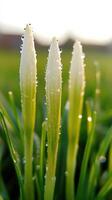 Delicate white Close up crocus emerging through dewy green grass, sparkling under soft spring rainfall, capturing seasonal renewal background photo