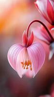 Beautiful pink flower with visible hanging from its stem in soft light with blurred background photo